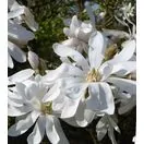 Magnolia Stellata