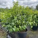 Prunus Lusitanica 75 litre pot 150-175cm tall 2