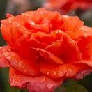 Rose 'Bright Fire' 3