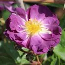 Rose 'Veilchenblau' non-DA