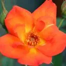 Rose 'Warm Welcome'