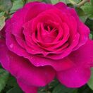 Buy Rose 'Pure Poetry' (Standard, 90-120cm stem) online from Jacksons Nurseries