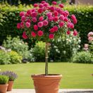 Buy Rose 'Pure Poetry' (Standard, 90-120cm stem) online from Jacksons Nurseries
