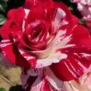 Buy Rose 'Rock & Roll' (Standard, 90-120cm stem) online from Jacksons Nurseries