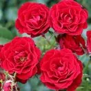 Buy Rose 'Ruby Wishes' (Standard, 90-120cm stem) online from Jacksons Nurseries