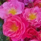 Buy Rose 'Secret Smile' (Standard, 90-120cm stem) online from Jacksons Nurseries