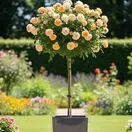 Buy Rose 'Simply the Best'(Standard, 90-120cm stem) online from Jacksons Nurseries
