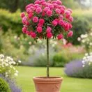 Rose 'Special Anniversary' Standard Rose Tree - Buy Online