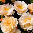 Buy Rose 'Story Teller' (Standard, 90-120cm stem) online from Jacksons Nurseries