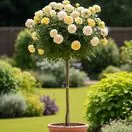 Buy Rose 'Story Teller' (Standard, 90-120cm stem) online from Jacksons Nurseries