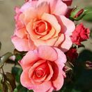 Rose Summer Beauty Standard Rose Flower