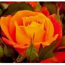 Buy Rose 'Super Trouper' (Standard, 90-120cm stem) online from Jacksons Nurseries