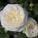 Buy Rose 'Sweet Child of Mine' (Standard, 90-120cm stem) online from Jacksons Nurseries