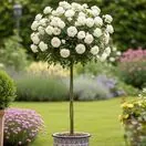 Buy Rose 'Sweet Child of Mine' (Standard, 90-120cm stem) online from Jacksons Nurseries