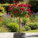 Buy Rose 'Thinking of You' (Standard, 90-120cm stem) online from Jacksons Nurseries