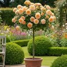 Buy Rose 'Together Forever' (Standard, 90-120cm stem) online from Jacksons Nurseries