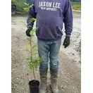 Sorbus Aucuparia 2 litre pot 120-150cm tall