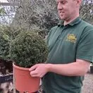 Taxus Baccata topiary ball 30cm diameter