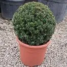 Taxus Baccata Topiary Ball 30cm diameter 2