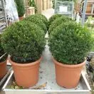 Taxus Baccata Topiary Ball Generic