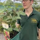 Tayberry Medana 3 litre Actual Plant