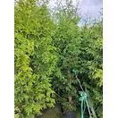 Thuja Gelderland 5-7L 120-150cm Full Plant Tall