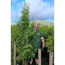 Thuja Gelderland 5-7L 120-150cm Full Plant with Hayd Tall