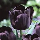 Tulip Paul Scherer