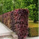 Copper Beech Hedging
