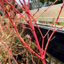 Cornus Midwinter Fire Bark Close Up