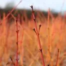 Cornus Midwinter Fire Bark Close Up 2