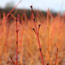 Cornus Midwinter Fire Bark Close Up 2