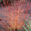 Cornus Midwinter Fire Bark Full Plant