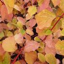 Cornus Midwinter Fire Foliage