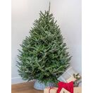 Fraser Fir New Image 3-Nov-25