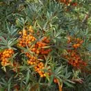 Hippophae Rhamnoides 2