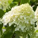 Hydrangea Limelight 1