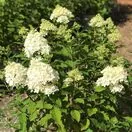 Hydrangea Limelight 2