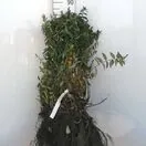 Hypericum Hidcote Bare Root Actual