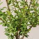 Ilex crenata Caroline Upright