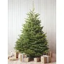 Nordmann Fir New Image 3-Nov-25