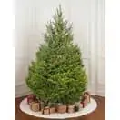 Norway Spruce New Image 3-Nov-25