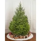 Norway Spruce New Image 3-Nov-25