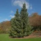 Picea Omorika 2