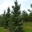 Picea Omorika 3