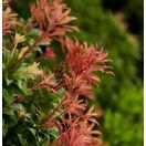 Pieris Mountain Fire