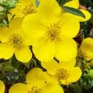Potentilla Goldfinger 3