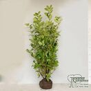 Prunus Rotundifolia Rootballed
