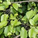 Rhamnus cathartica 2