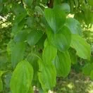 Rhamnus cathartica 4